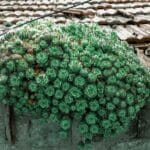 Sukulenty porastające stary dach jako przykład zielonego dachu