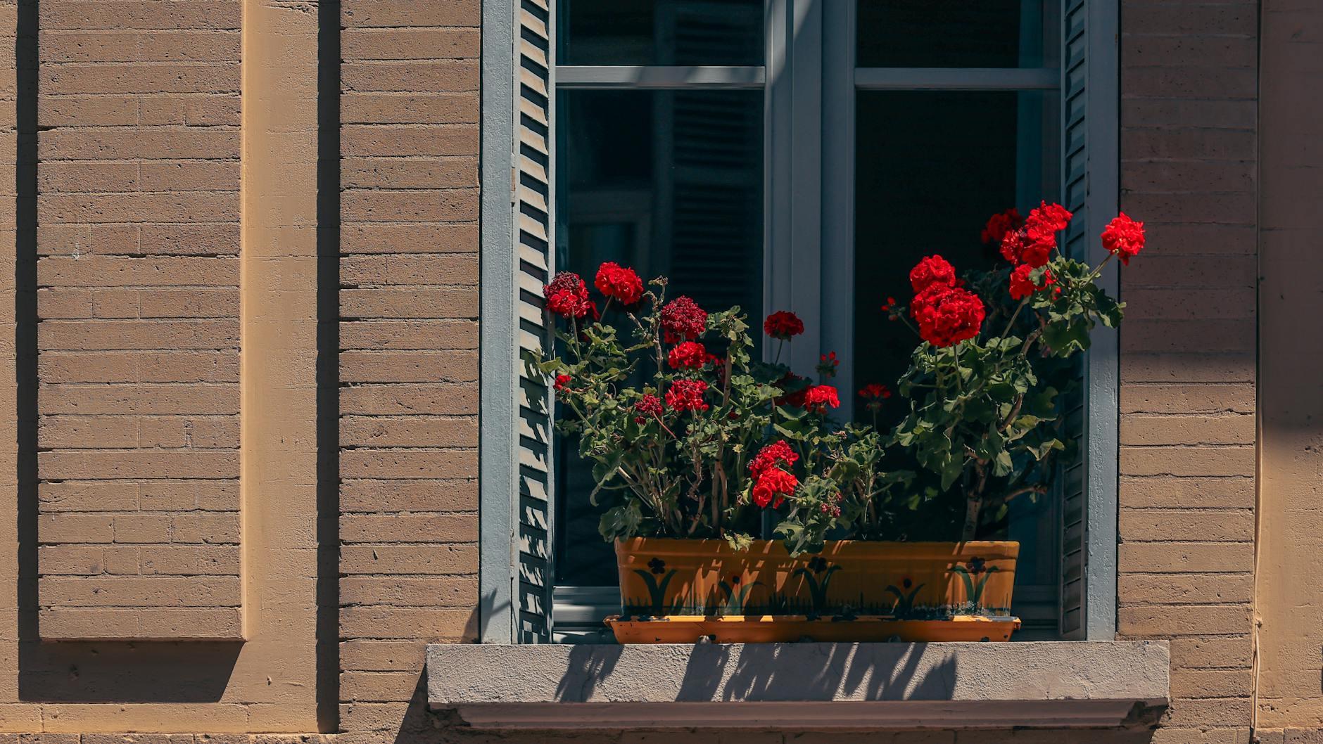 Okno z czerwonymi pelargoniami w cieniu, widok z zewnątrz